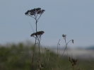 Kluki