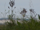 Kluki