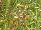 Kluki