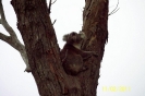 Koala na Wyspie Raymonda, stan Wiktoria, Australia  fot. Ron Bennett