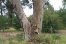 Koala na Wyspie Raymonda, stan Wiktoria, Australia  fot. Ron Bennett