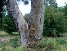 Koala na Wyspie Raymonda, stan Wiktoria, Australia  fot. Ron Bennett