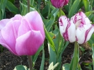 Tulipany z Kowna