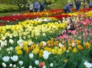 Tulipany z Kowna