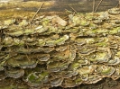 Dolina Samborow_30