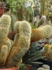 Kaktusiarnia_4